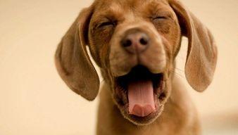 娱乐吃瓜酱狗狗拍照,狗狗镜头下的娱乐吃瓜瞬间