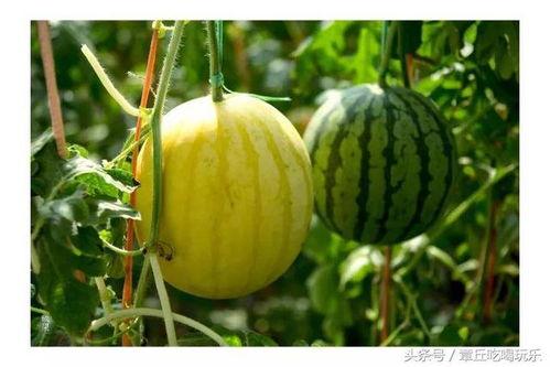 康欣娱乐吃瓜君,揭秘娱乐圈幕后真相