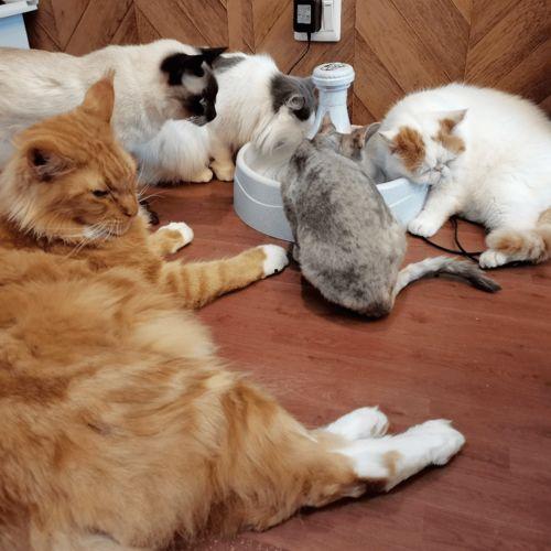 娱乐吃瓜君折耳猫,折耳猫的神秘魅力与争议